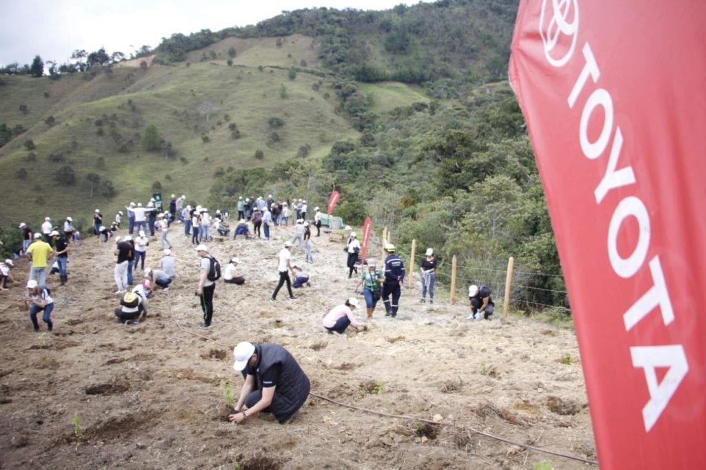 BOSQUE TOYOTA