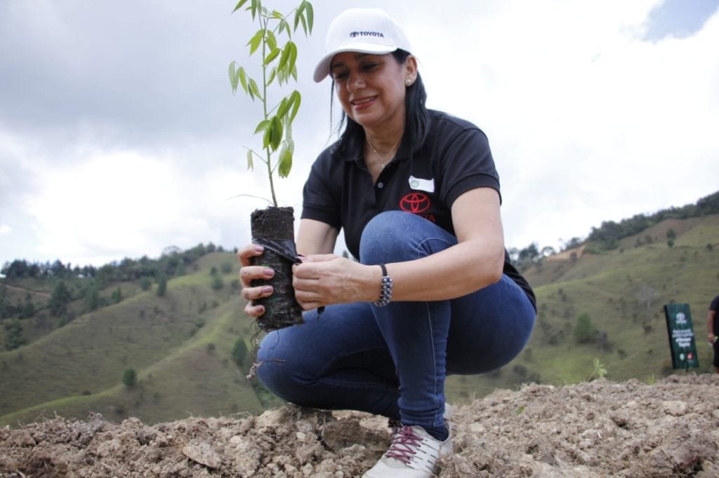 BOSQUE TOYOTA