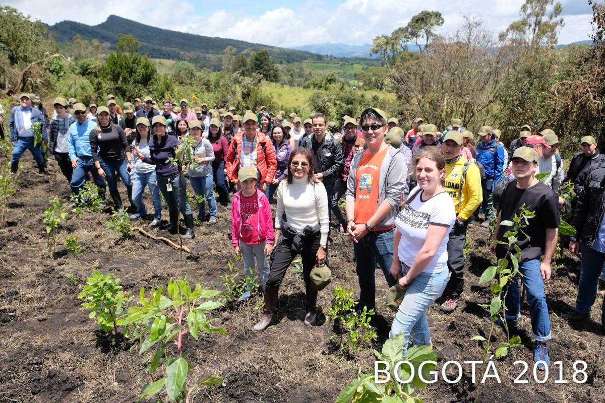 BOSQUE TOYOTA