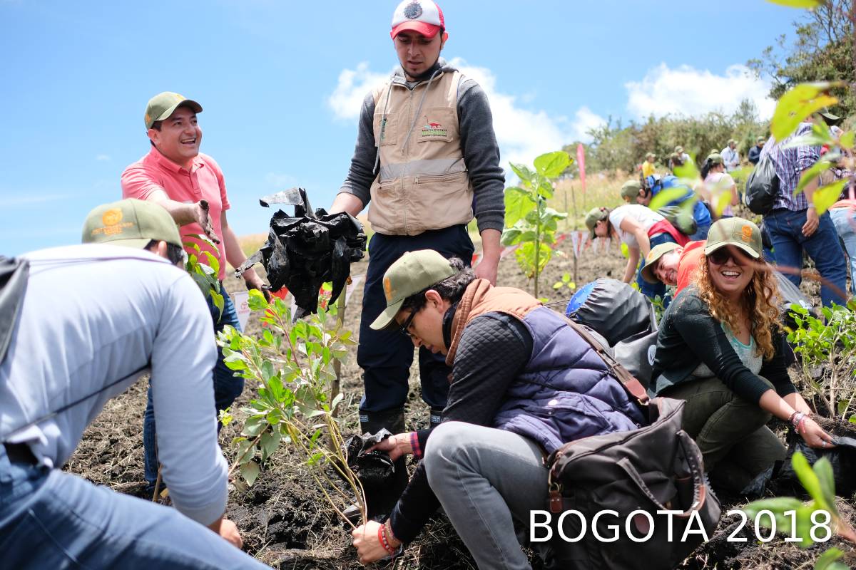 BOSQUE TOYOTA