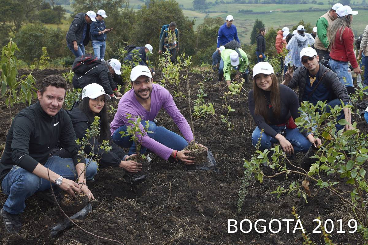 BOSQUE TOYOTA